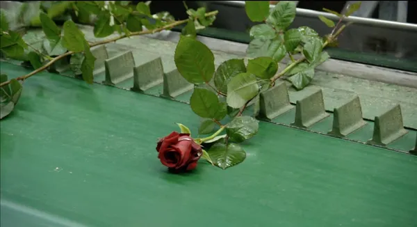 Une Fleur À La Bouche 2