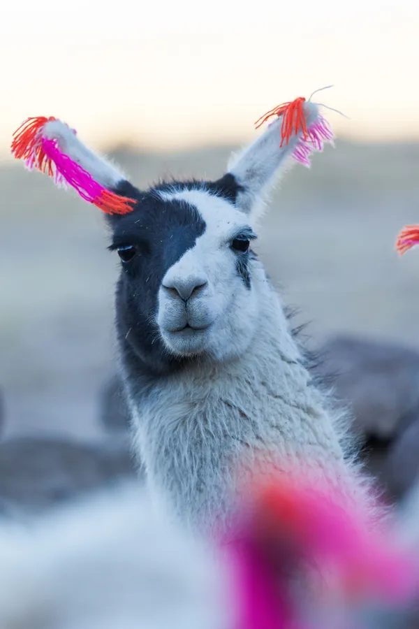 Llama in Utama