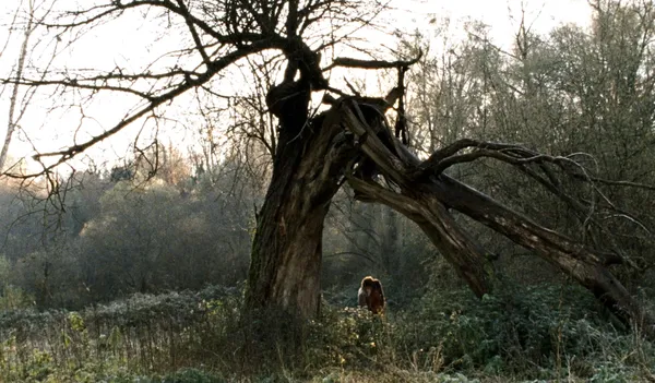 A still from the film Weightless. In a wildly overgrown woodland area, two dark-haired figures kiss beneath a huge tree which has been split asunder and seared as if by lightning.