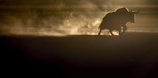 The shots of the wild yaks, where the light forms a kind of halo around their outlines - made me think of ancient cave paintings.