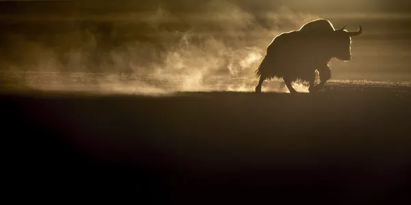wild yak