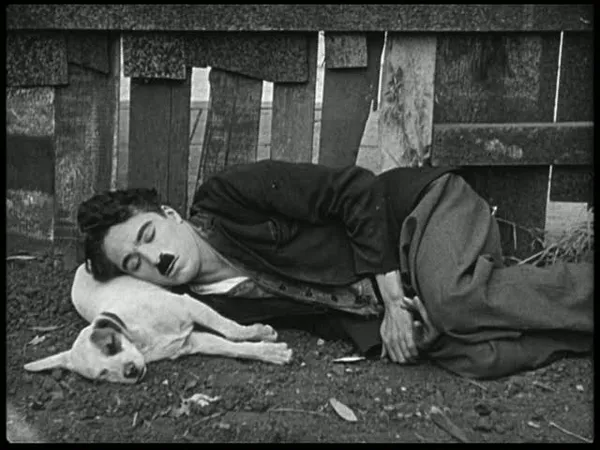 A Dog's Life