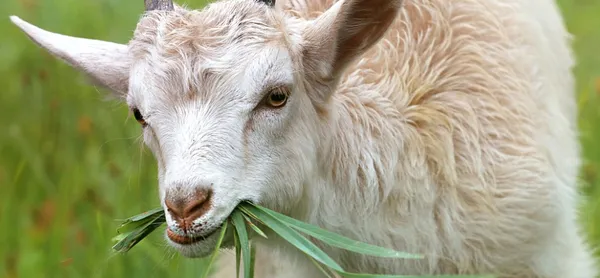 Eating Animals