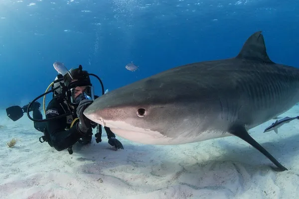 Fin