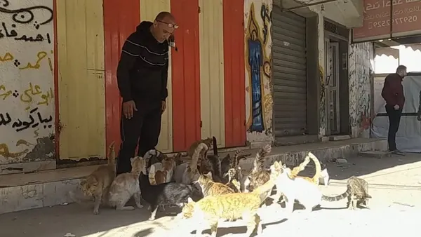 A still from the film From Ground Zero. A Palestinian man stands in a doorway feeding a group of skinny street cats.