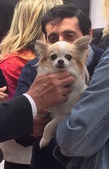 Joy the Chihuaha enjoying being top dog