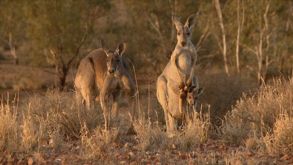 Kangaroo