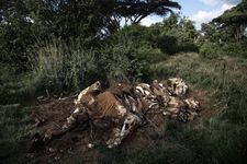 The remains of a slaughtered elephant