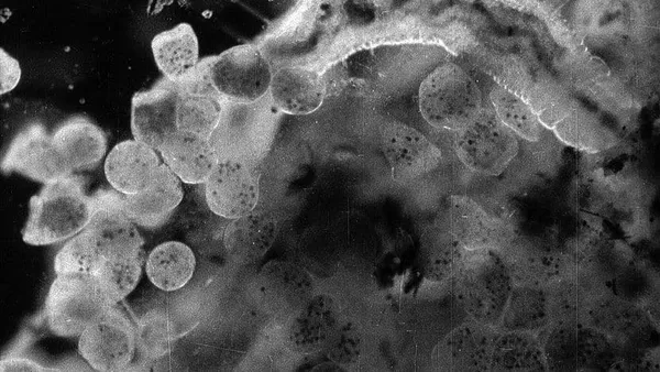 Minute Bodies: The Intimate World Of F Percy Smith