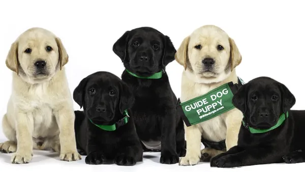 Pick Of The Litter 4
