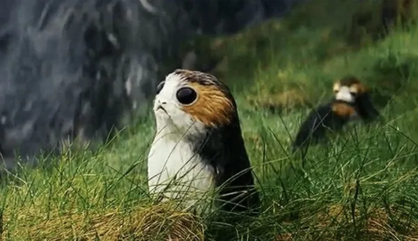 Porgs