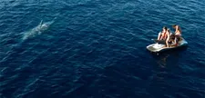 Shark Bait